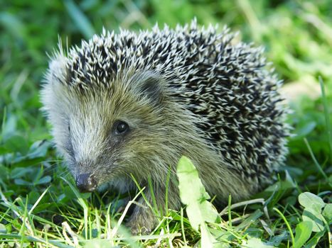 Small hedgehog.