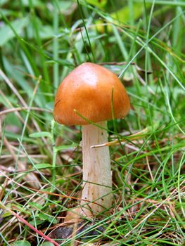 Mushroom,  close-up, toadstool.