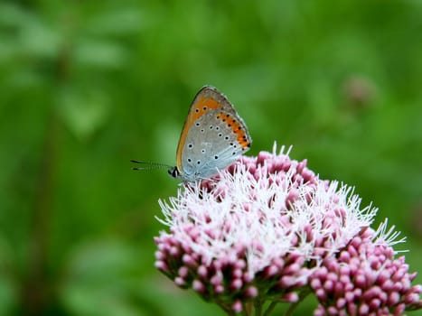 Close-up of a orange butterfly.