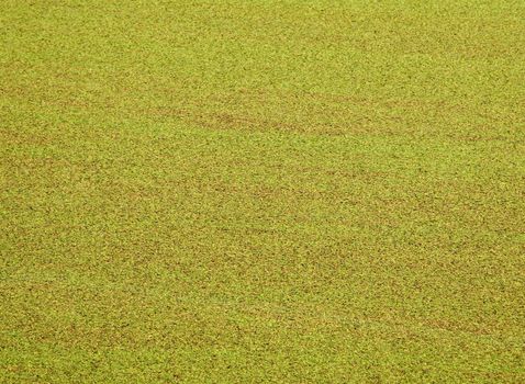 An organic background texture created by algae growth on the surface of a lake.