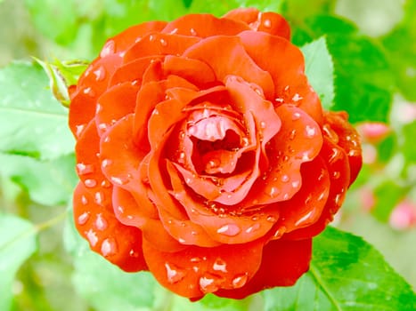 Beautiful red rose with water drops.