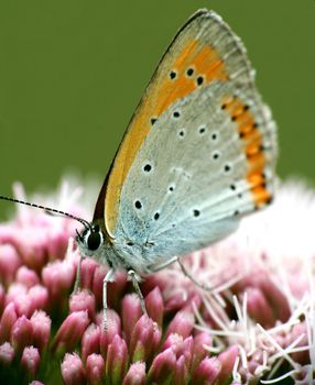 Orange butterfly macro.