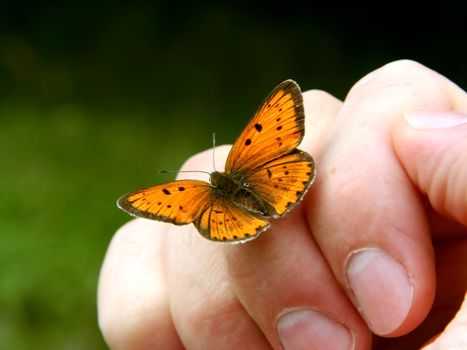 Orange butterfly on humans hand.