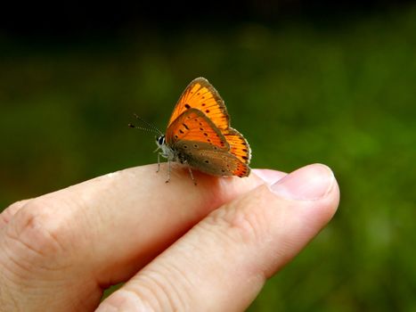 Orange butterfly on human hand.