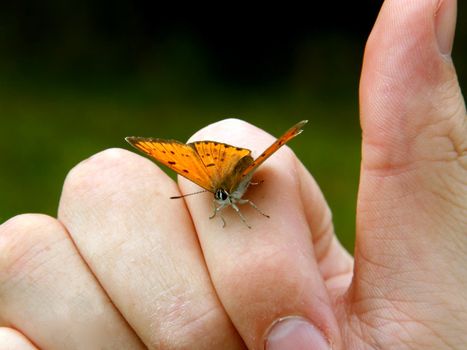 Orange butterfly on human hand.