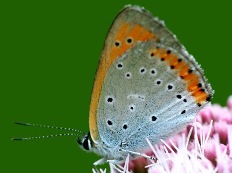 Orange butterfly macro.