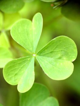 Clover close-up.