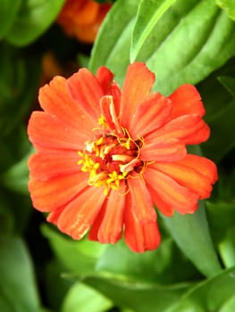 Red flower, close-up. Garden.