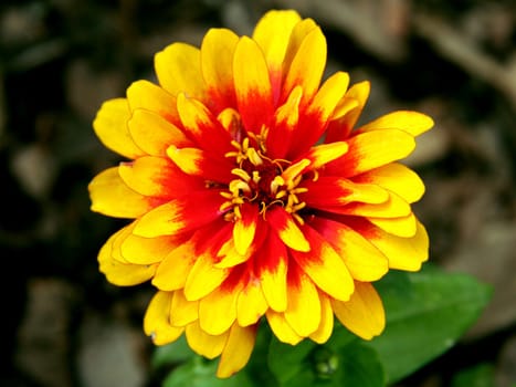 Yellow-red flower, close-up. Garden.