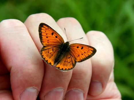 Orange butterfly on human hand.