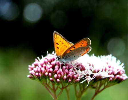 Orange butterfly close-up.