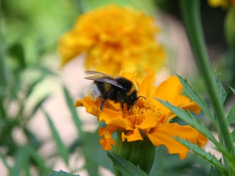 Gadfly on yellow flower.