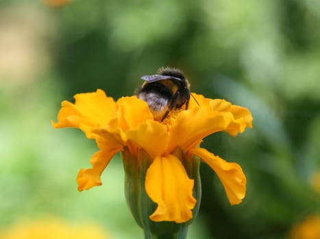 Gadfly on yellow flower.