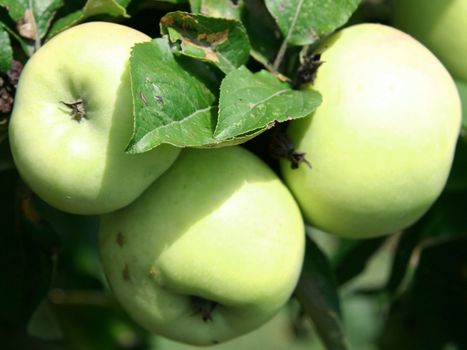 Three natural and fresh green apples on tree.