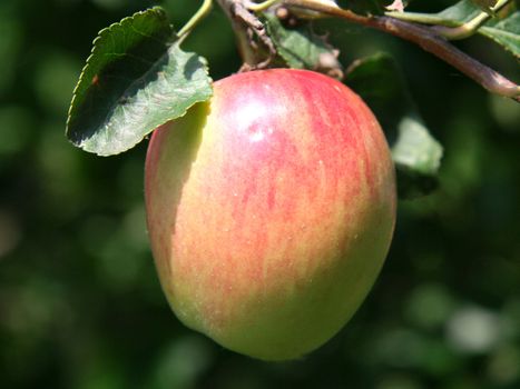 Juicy ripe red apple on a branch