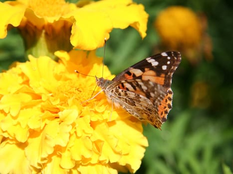 Close-up of a orange butterfly.