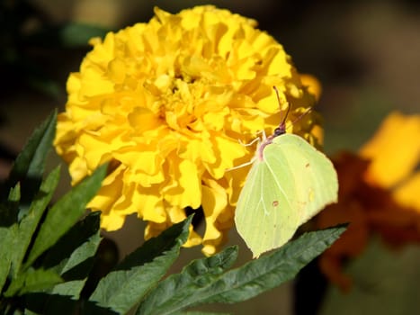 Citrus butterfly on yellow flower.