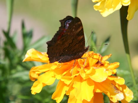 Butterfly on yellow flower.