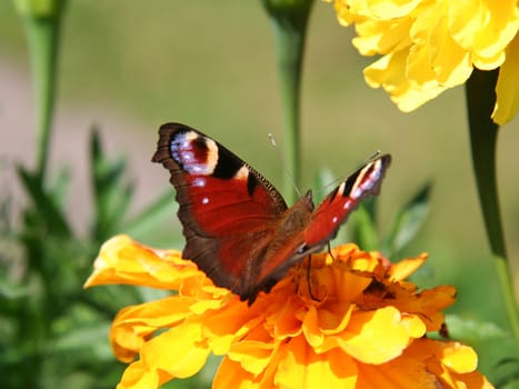 Butterfly on yellow flower.