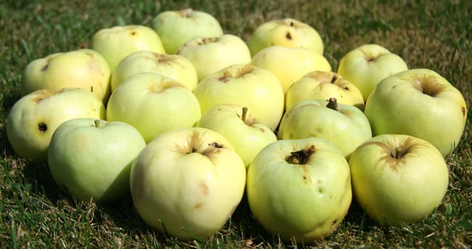 Field of green apples.