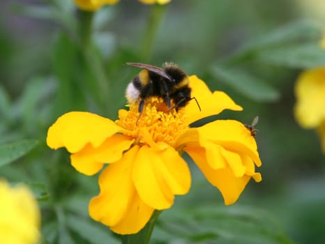 Gadfly and second small fly on the same yellow flower.