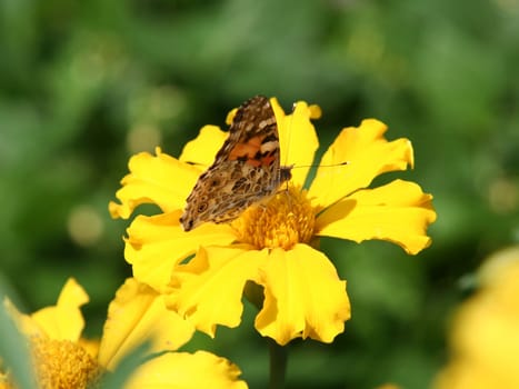 Close-up of a orange butterfly.