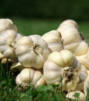 Bunch of garlic, on meadow.