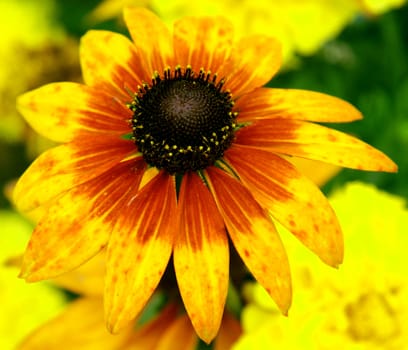 beautiful head of orange flower