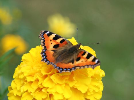 Close-up of a orange butterfly.