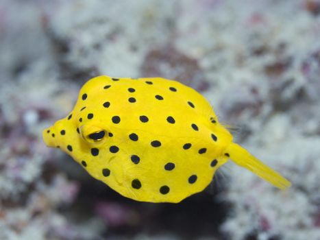 Small boxfish underwater close-up. Celebes sea. Sipadan.