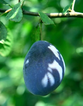 Plum on tree.