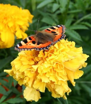 Close-up of a orange butterfly.