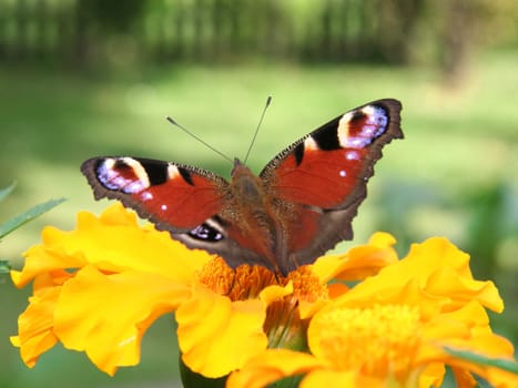 Close-up of a red butterfly.