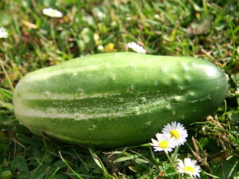 Green cucumber on meadow with daisies