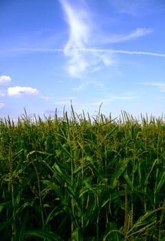 Field of green corn and blue sky with clouds.