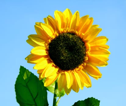 Natural sunflower isolated on blue.