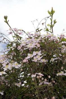 clematis flowers growing in the wild in glenough county tipperary ireland