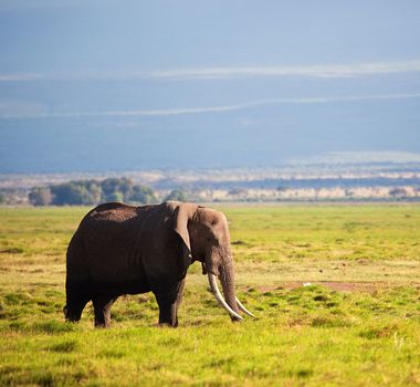 Elephant on African savanna. Safari in Amboseli, Kenya, Africa