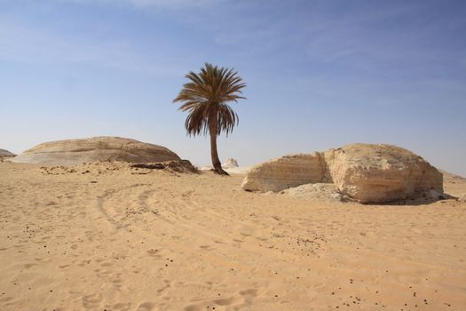 Palm tree in desert