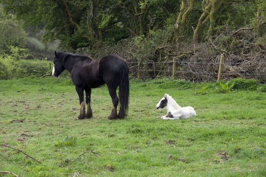 foal resting beside its mother in front of a wooded meadow in tipperary ireland