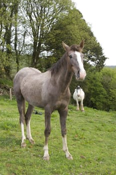 horses grazing in front of a wooded meadow in tipperary ireland