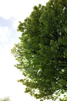 lush maple tree growing in the wild in glenough county tipperary ireland