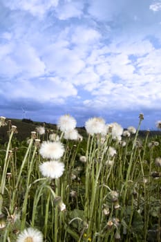 wild dandelions in lush irish countryside landscape at glenough county tipperary ireland