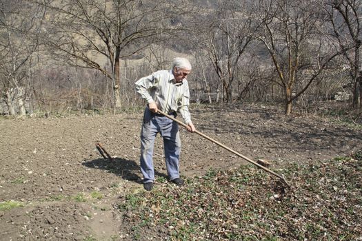 Elderly man cleans rake dry leaves in the garden