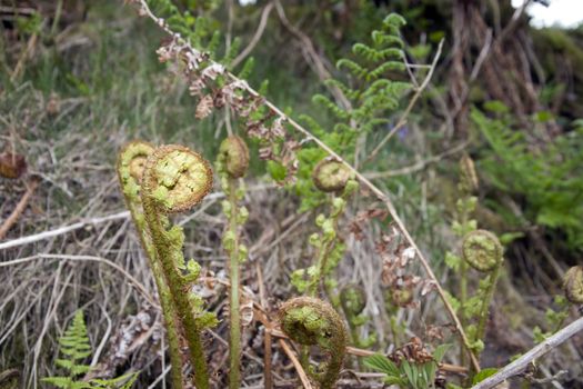 young ferns curled up growing in the wild in glenough county tipperary ireland
