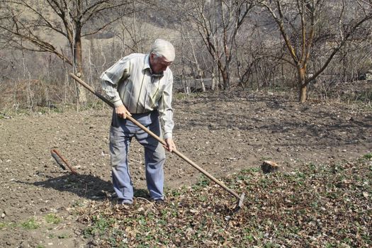 Elderly man cleans rake dry leaves in the garden