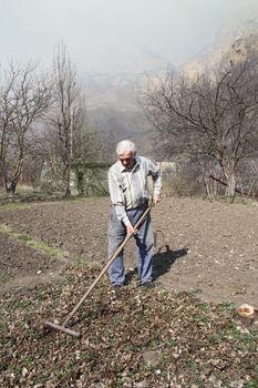 Elderly man cleans rake dry leaves in the garden