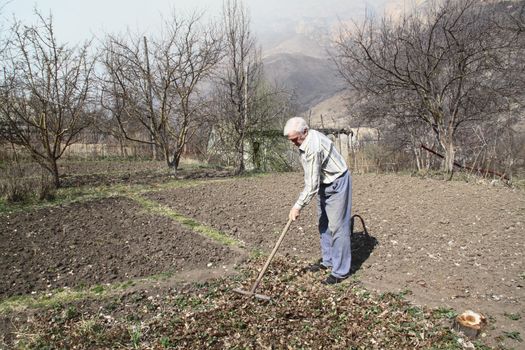 Elderly man cleans rake dry leaves in the garden