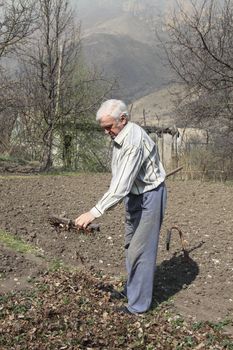 Elderly man cleans rake dry leaves in the garden