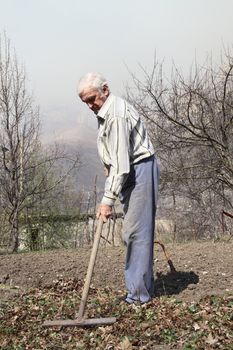 Elderly man cleans rake dry leaves in the garden